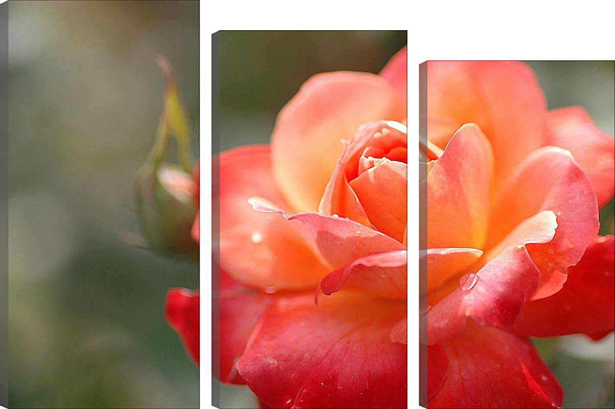 Модульная картина - Красно-орнжевая роза