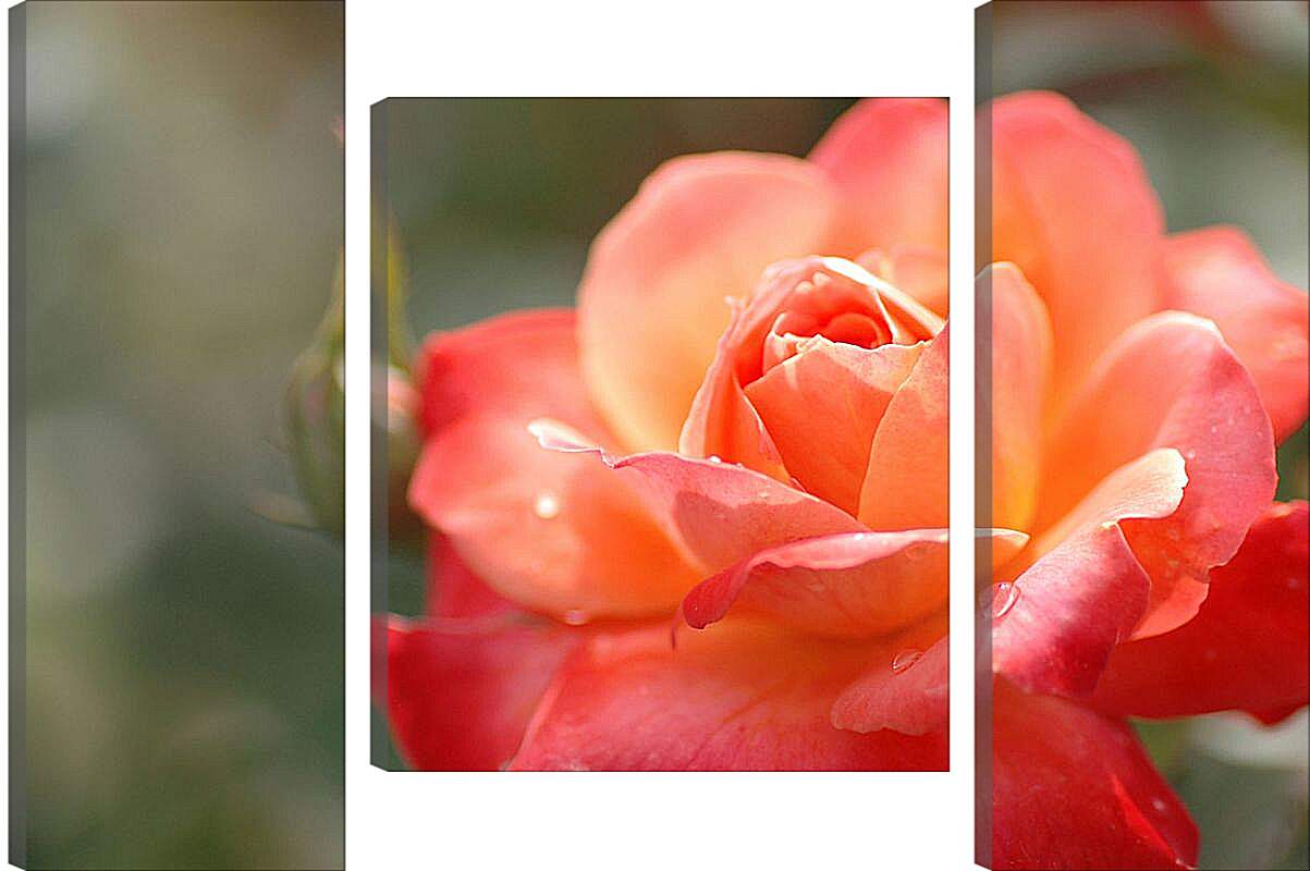 Модульная картина - Красно-орнжевая роза