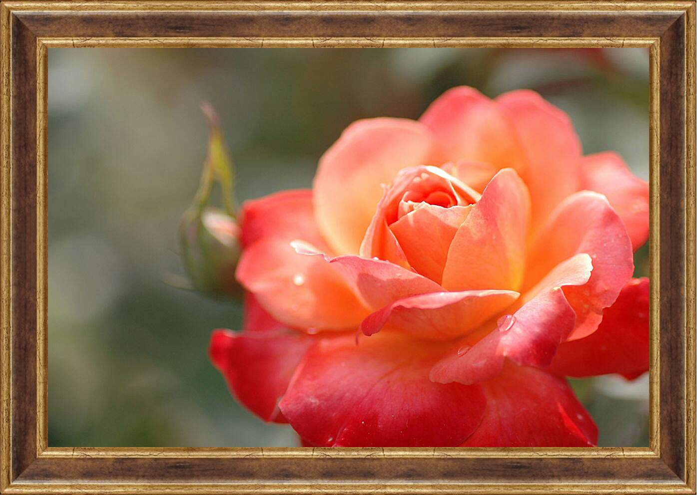 Картина в раме - Красно-орнжевая роза