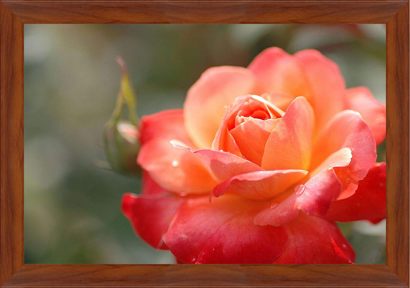 Картина в раме - Красно-орнжевая роза
