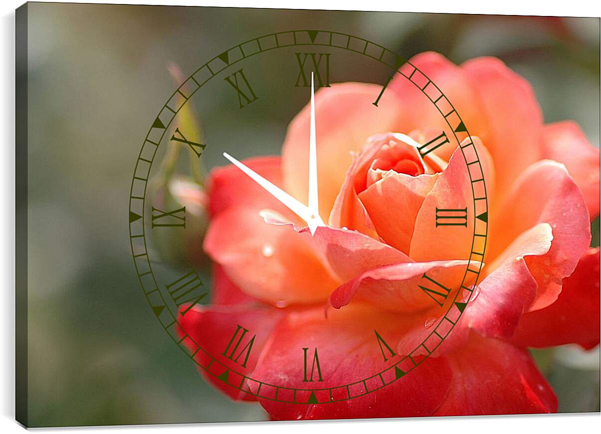 Часы картина - Красно-орнжевая роза