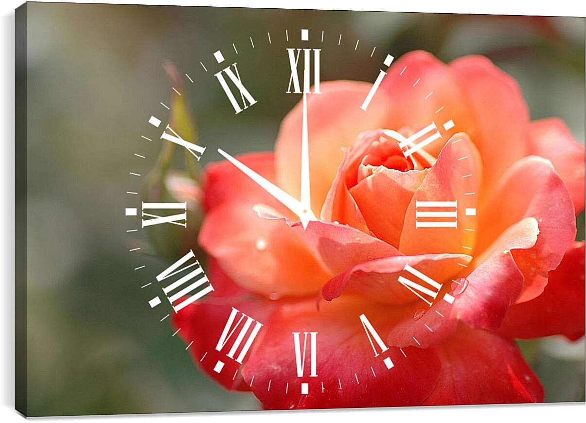 Часы картина - Красно-орнжевая роза