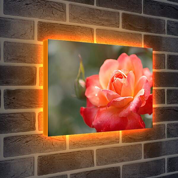 Лайтбокс световая панель - Красно-орнжевая роза