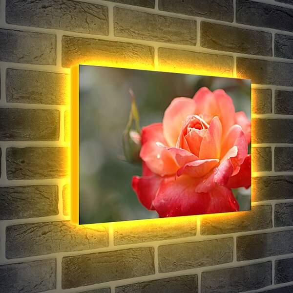 Лайтбокс световая панель - Красно-орнжевая роза