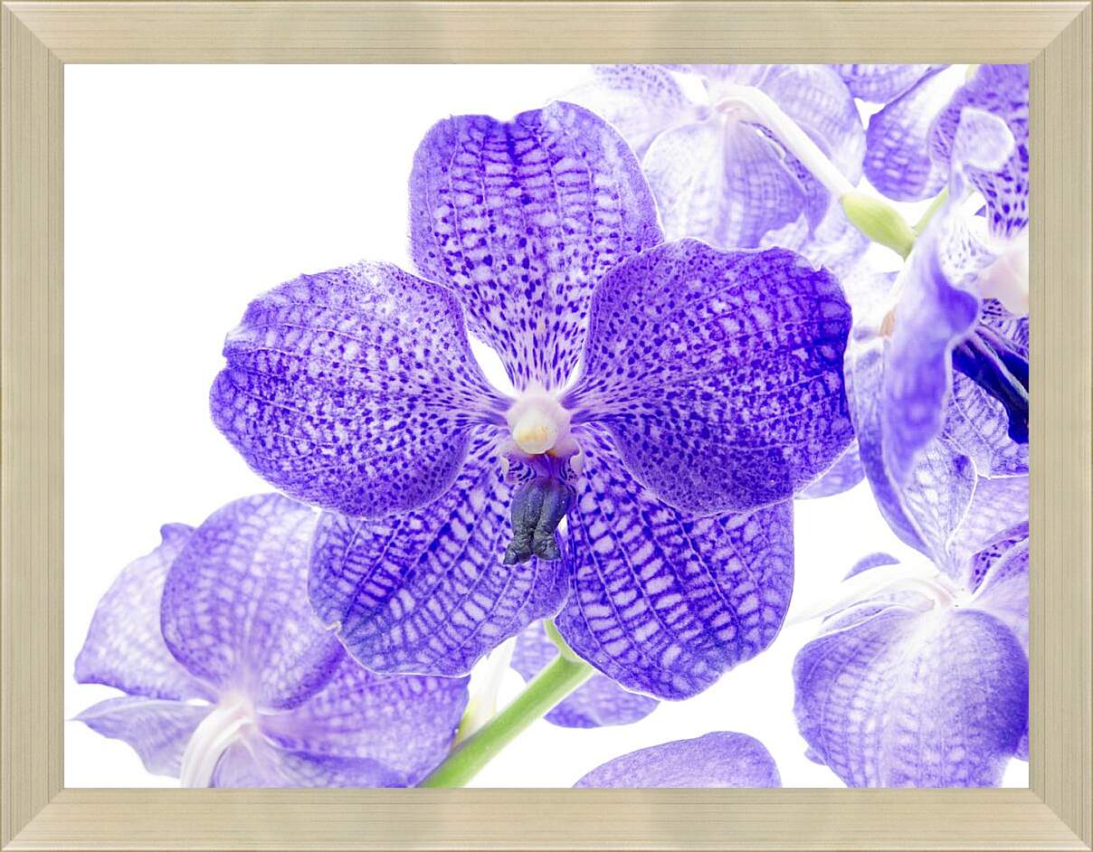 Картина в раме - Фиолетовые цветы