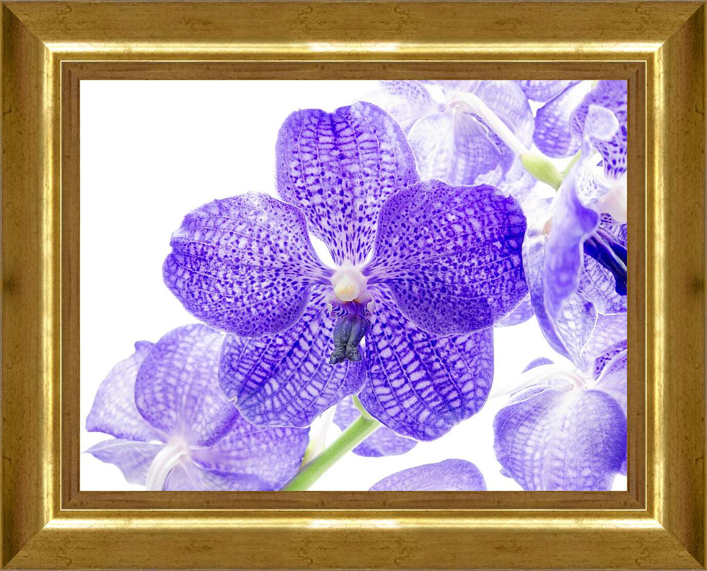 Картина в раме - Фиолетовые цветы