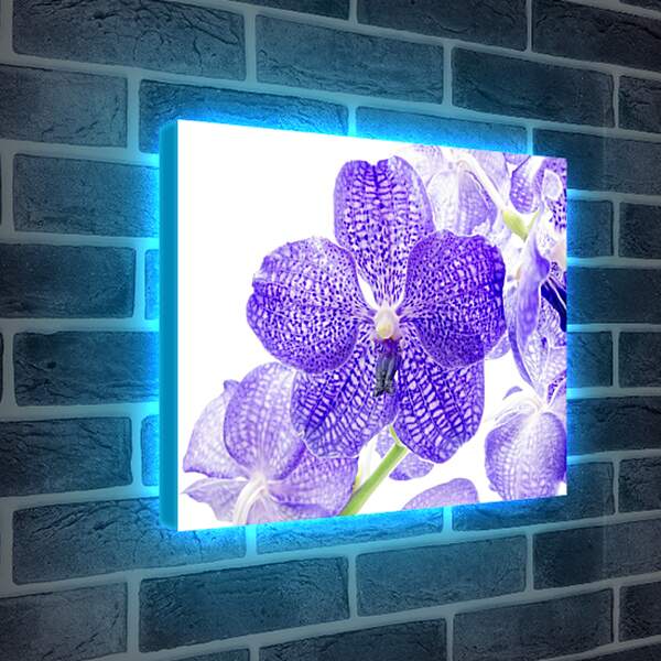 Лайтбокс световая панель - Фиолетовые цветы