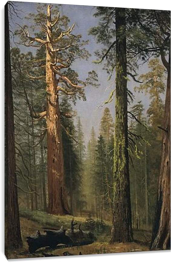 Постер и плакат - The Grizzly Giant Sequoia, Mariposa Grove, California. Альберт Бирштадт