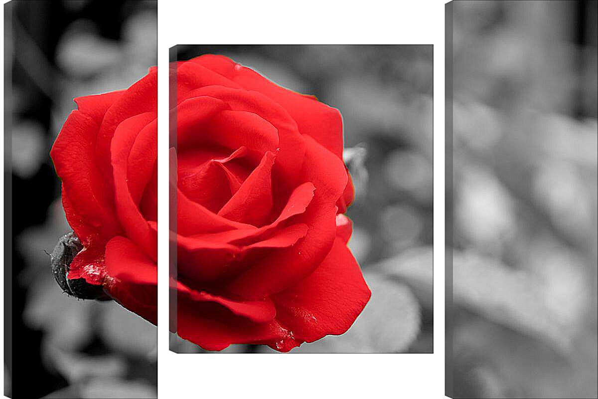 Модульная картина - Красная роза