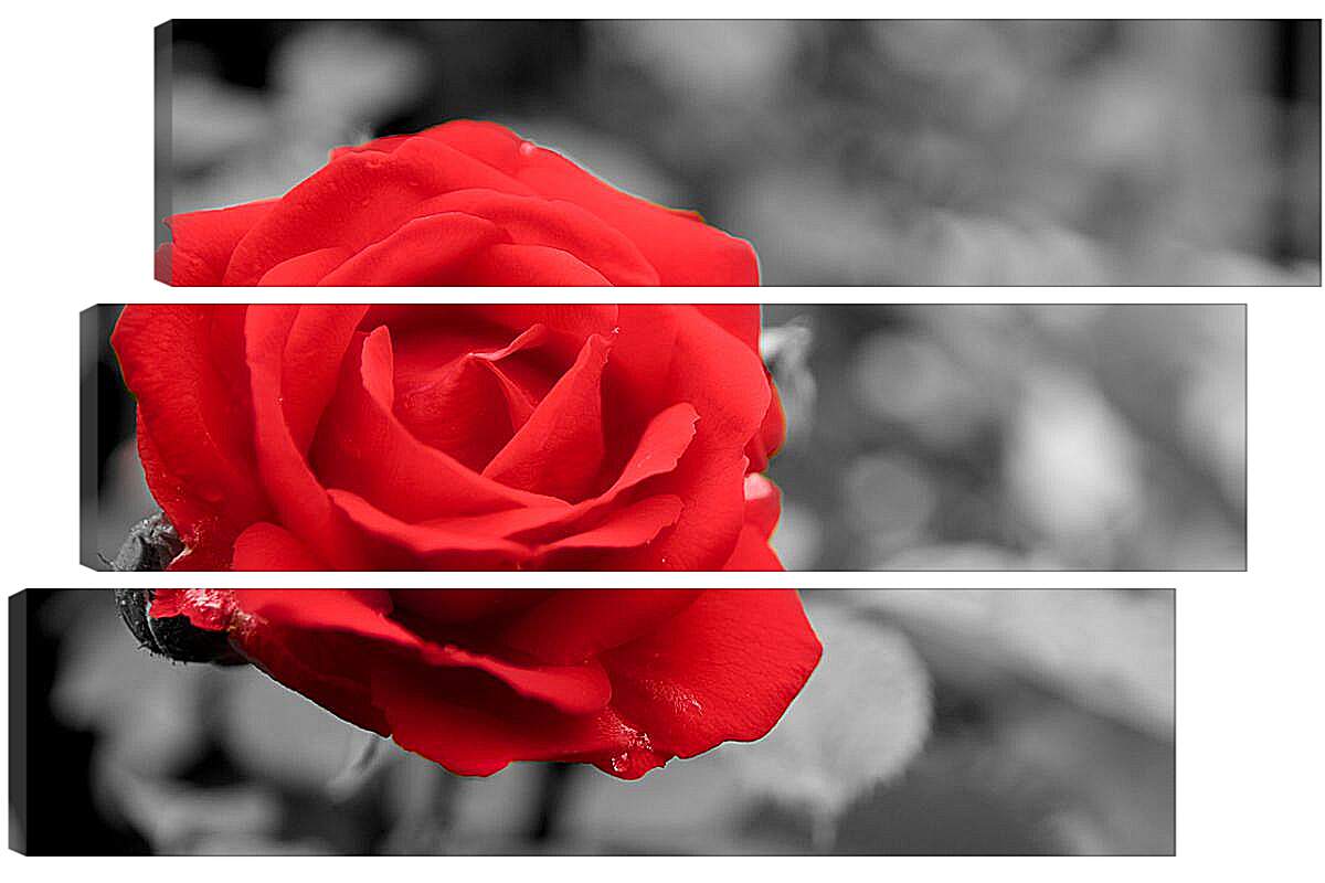 Модульная картина - Красная роза