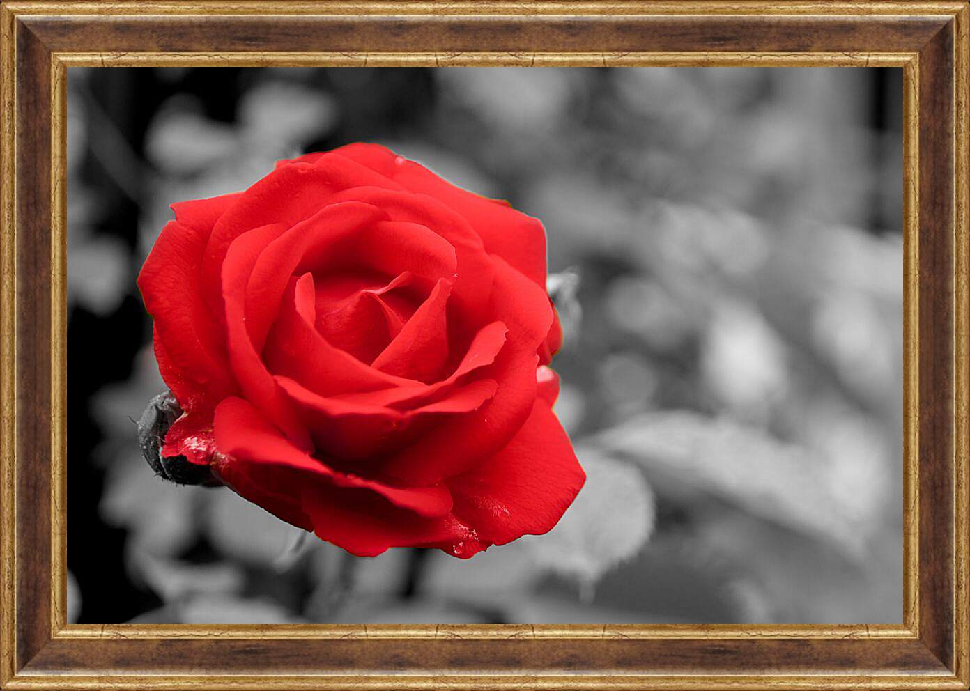 Картина в раме - Красная роза