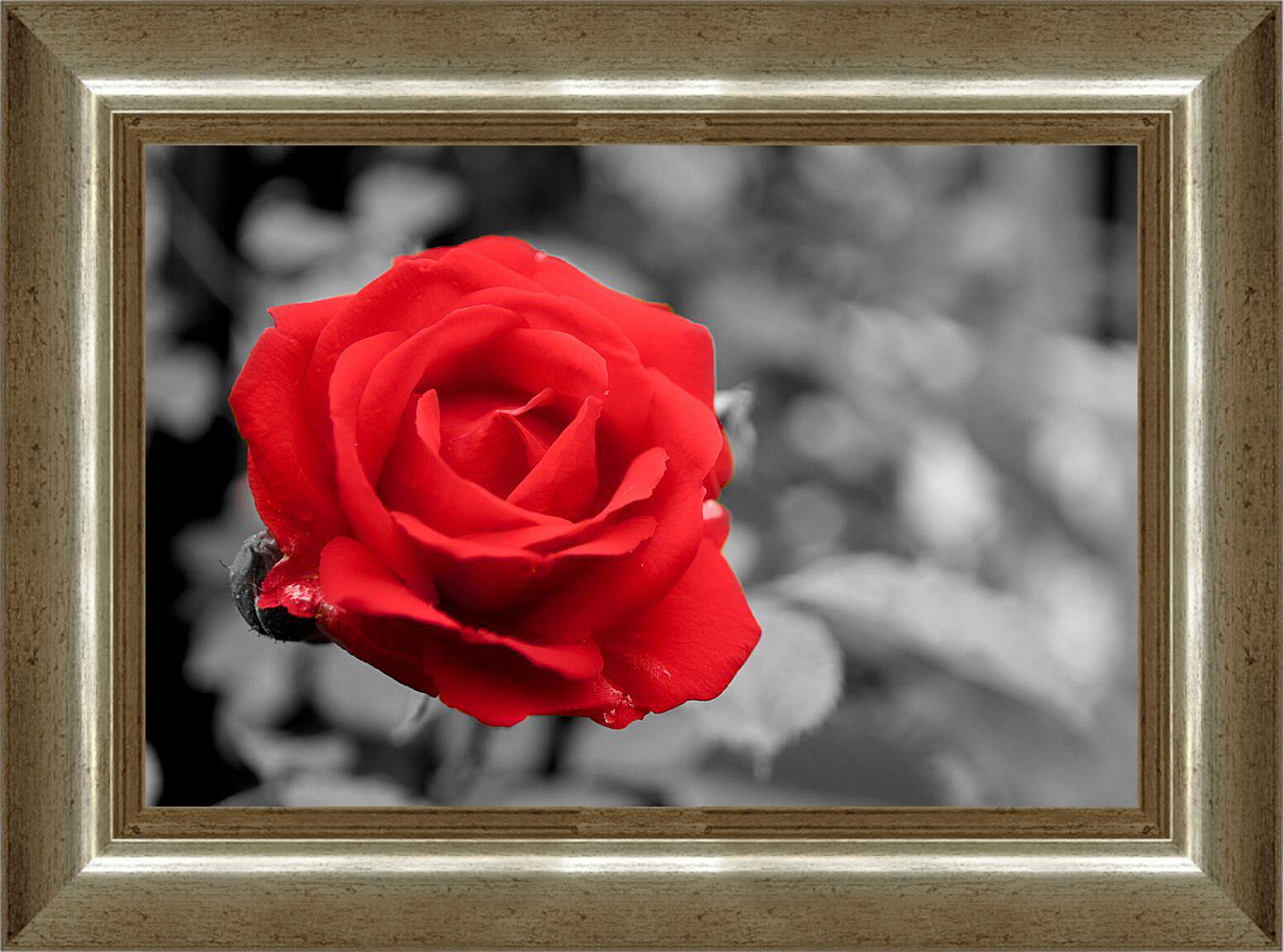 Картина в раме - Красная роза