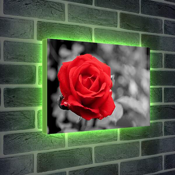 Лайтбокс световая панель - Красная роза