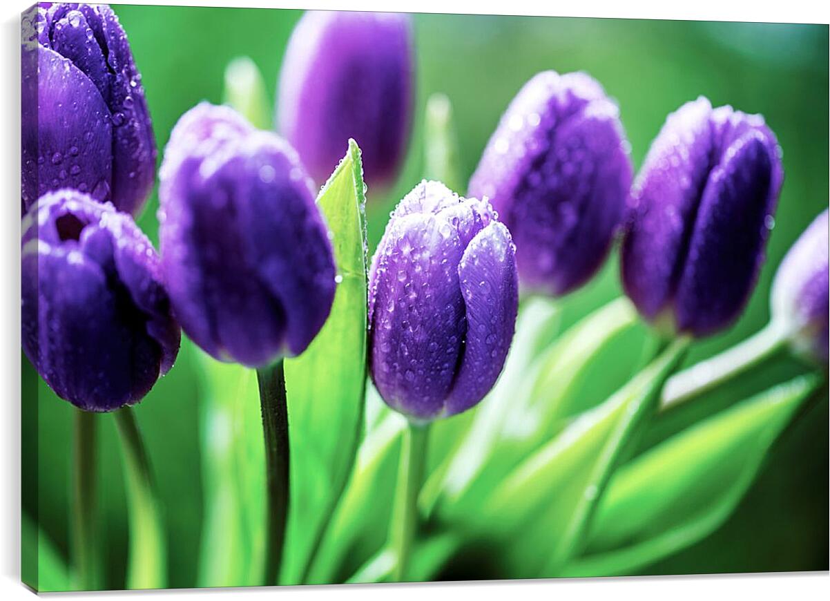 Постер и плакат - Фиолетовые тюльпаны