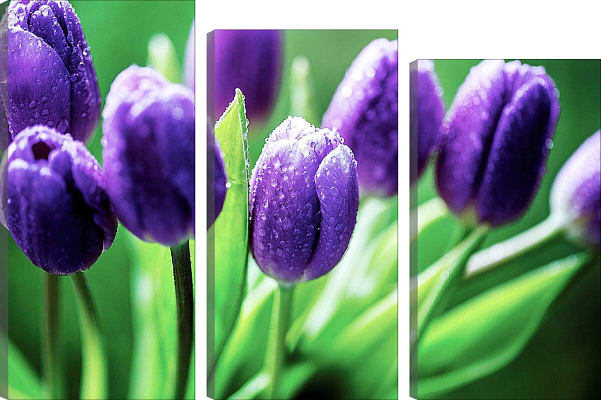Модульная картина - Фиолетовые тюльпаны