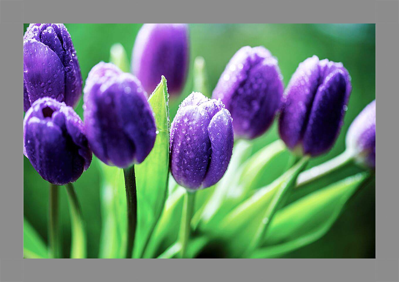 Картина в раме - Фиолетовые тюльпаны