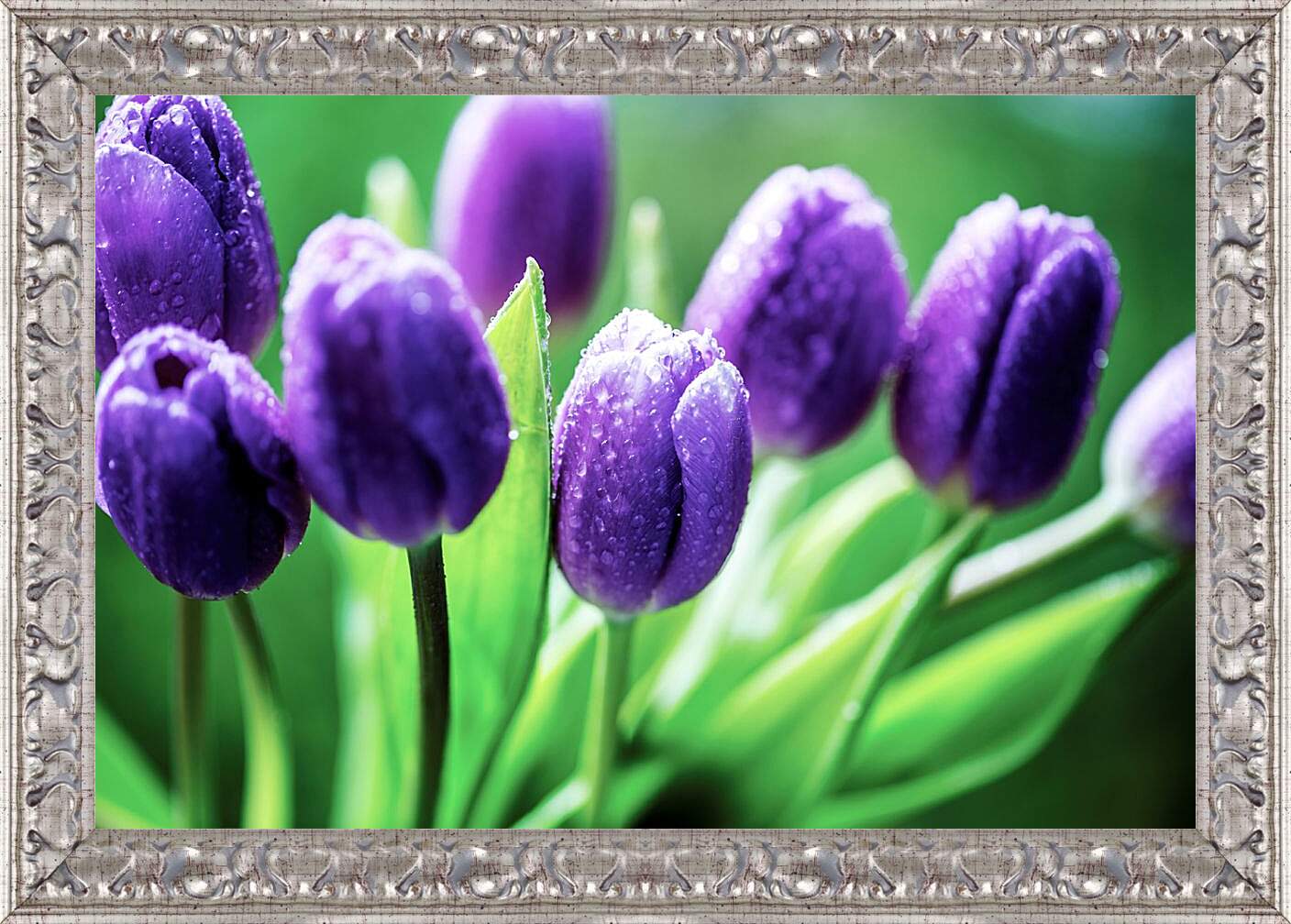 Картина в раме - Фиолетовые тюльпаны