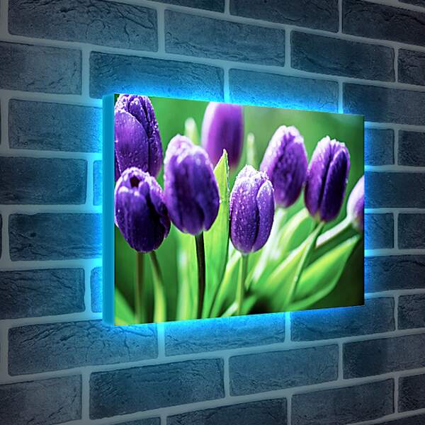 Лайтбокс световая панель - Фиолетовые тюльпаны