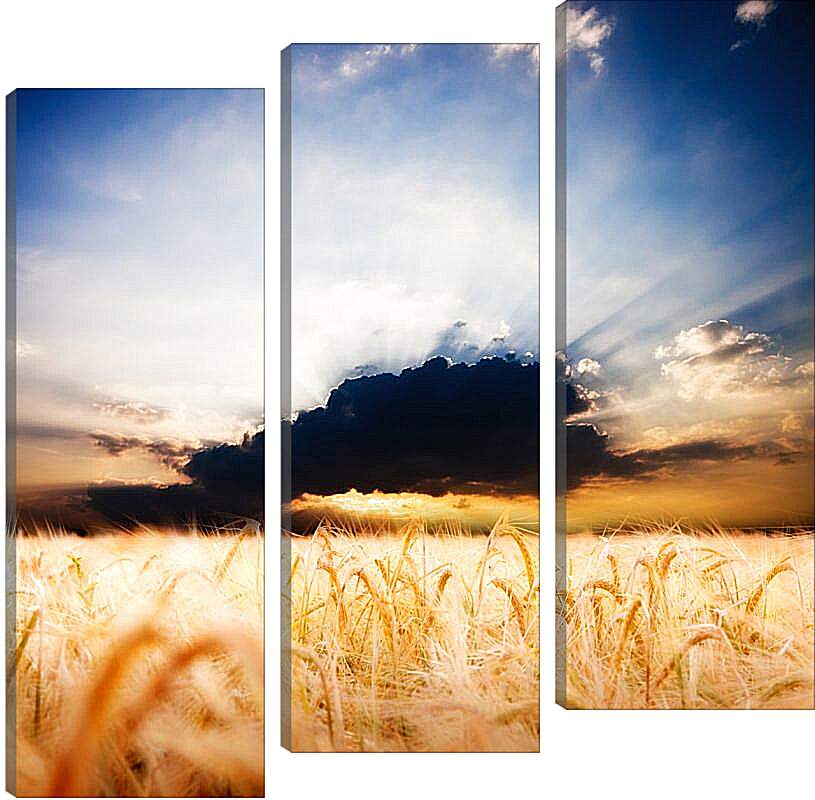 Модульная картина - Пшеничное поле и грозовое облако