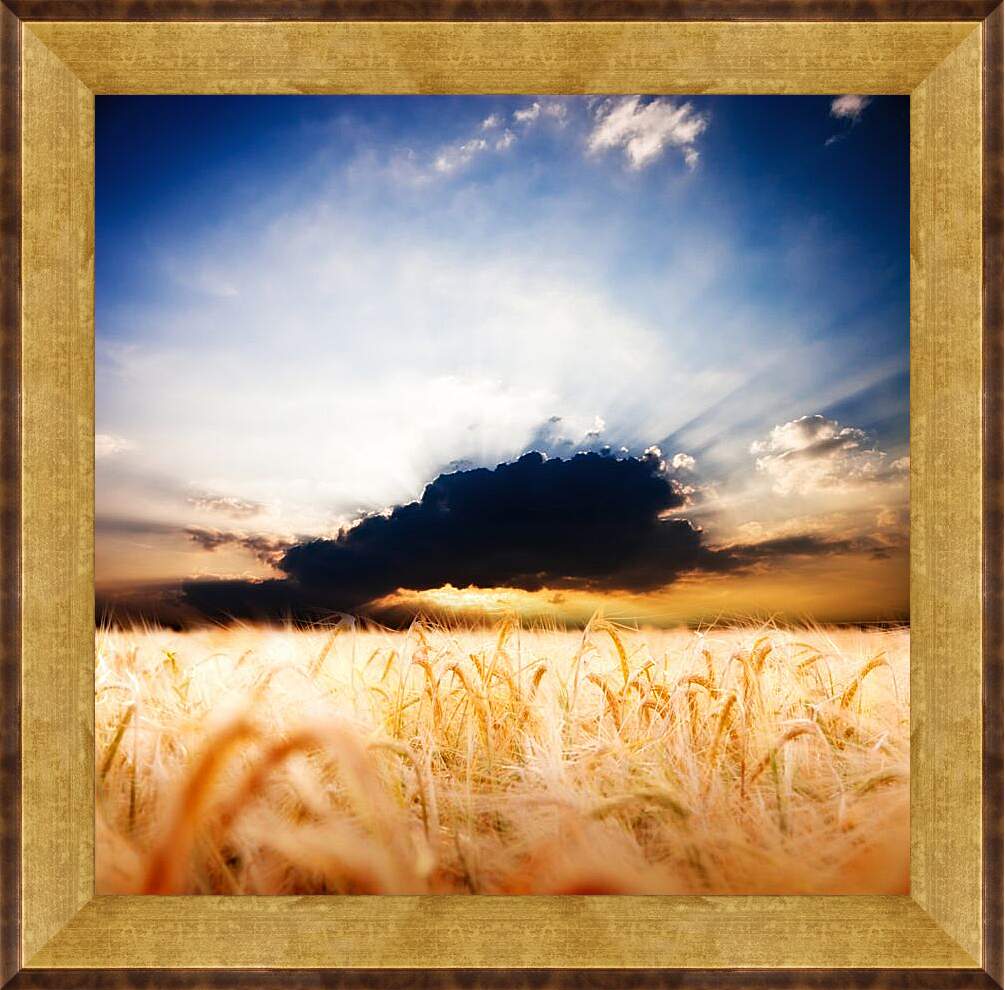 Картина в раме - Пшеничное поле и грозовое облако