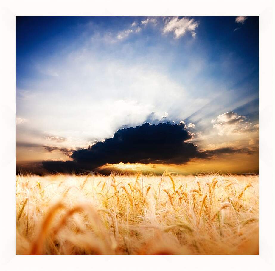 Картина в раме - Пшеничное поле и грозовое облако