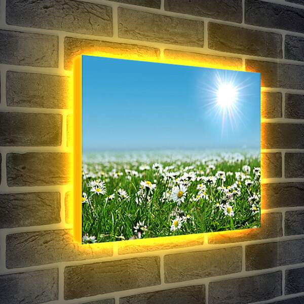 Лайтбокс световая панель - Яркое солнце и ромашки