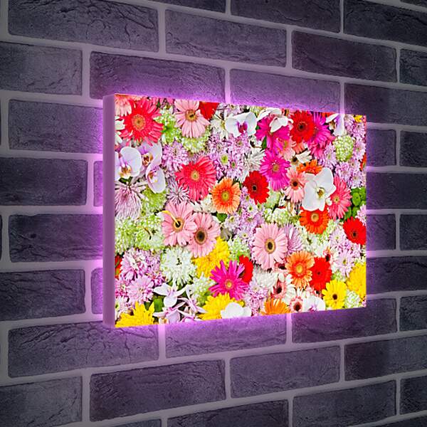Лайтбокс световая панель - Ковер из гербер и других цветов