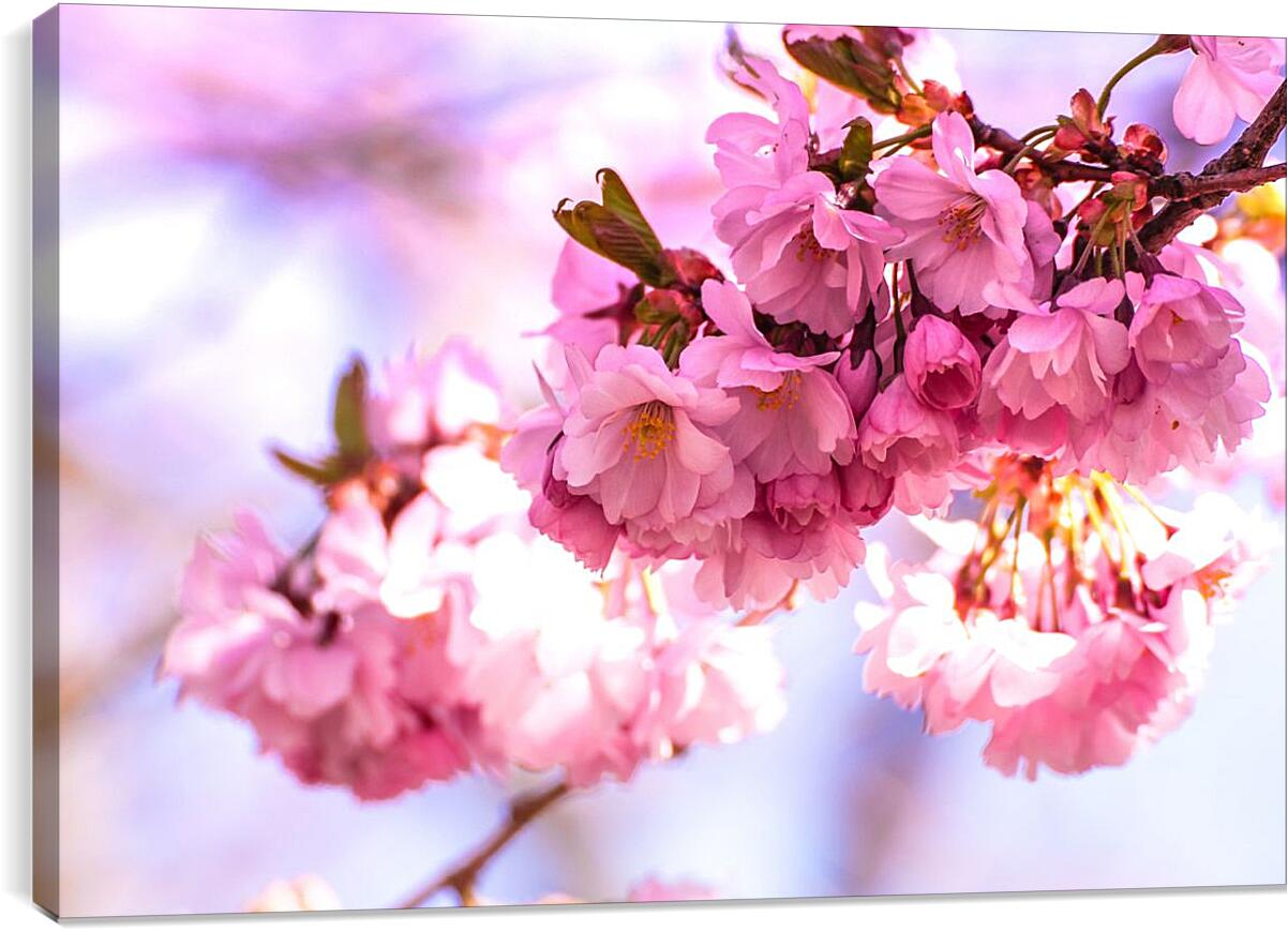 Постер и плакат - Розовые цветы сакуры