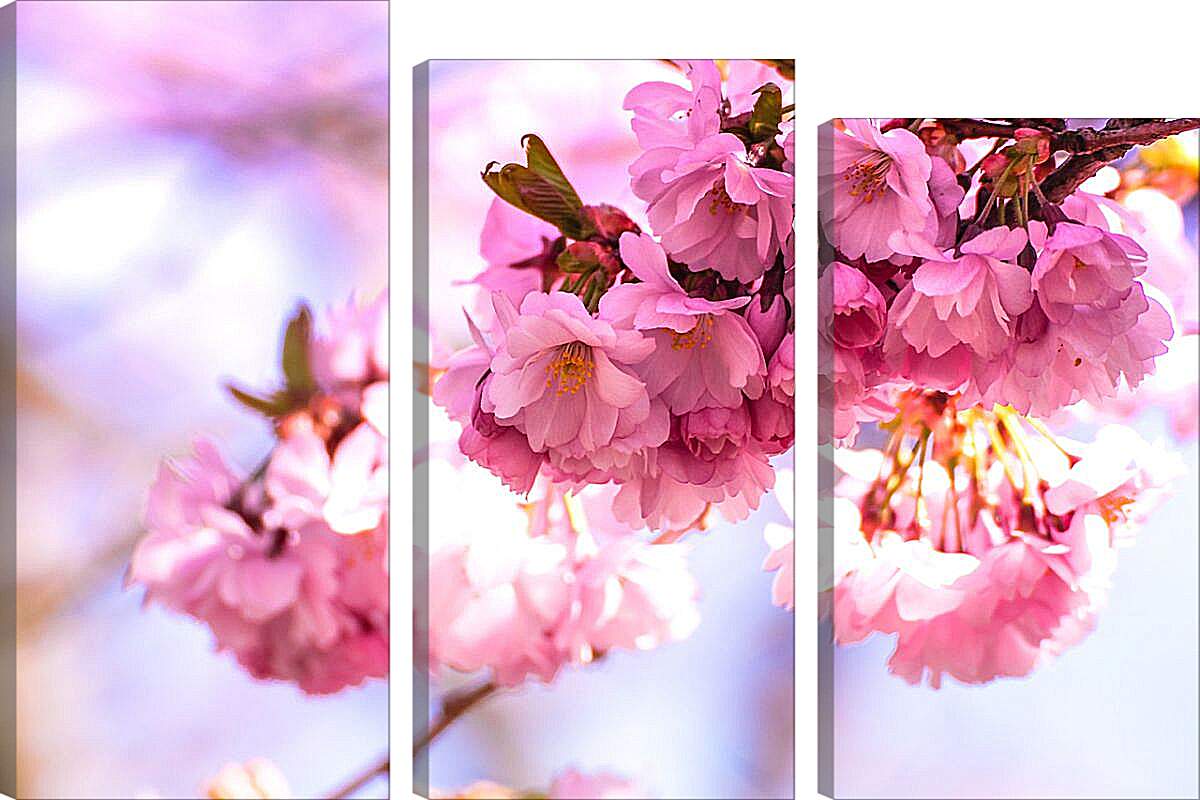 Модульная картина - Розовые цветы сакуры