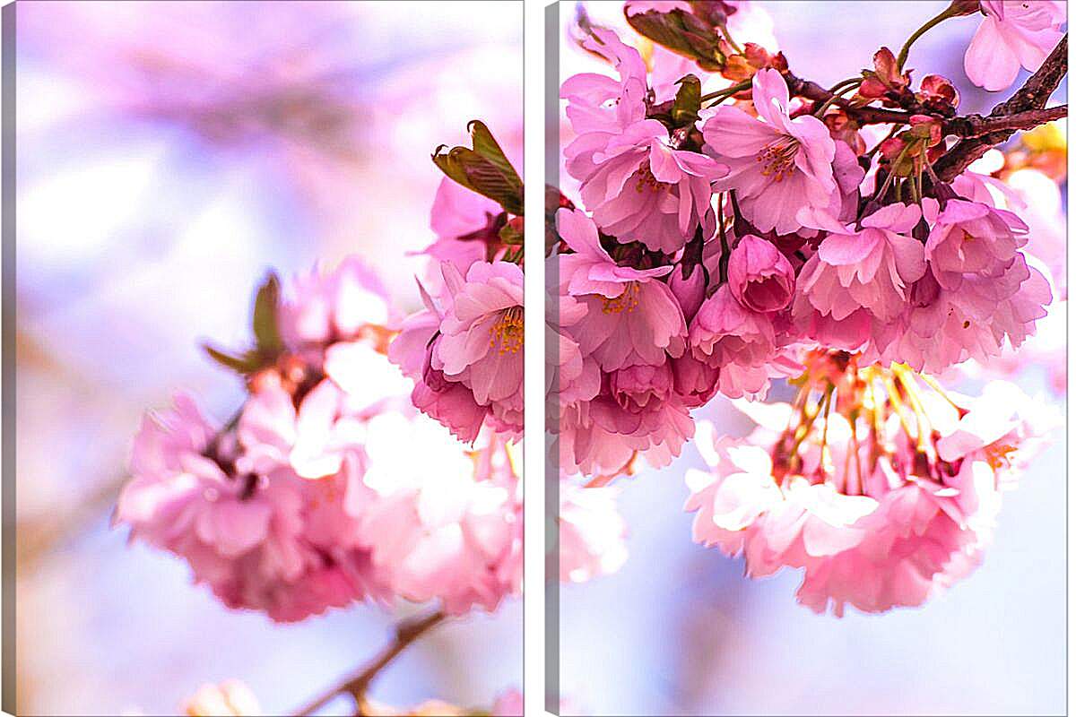 Модульная картина - Розовые цветы сакуры