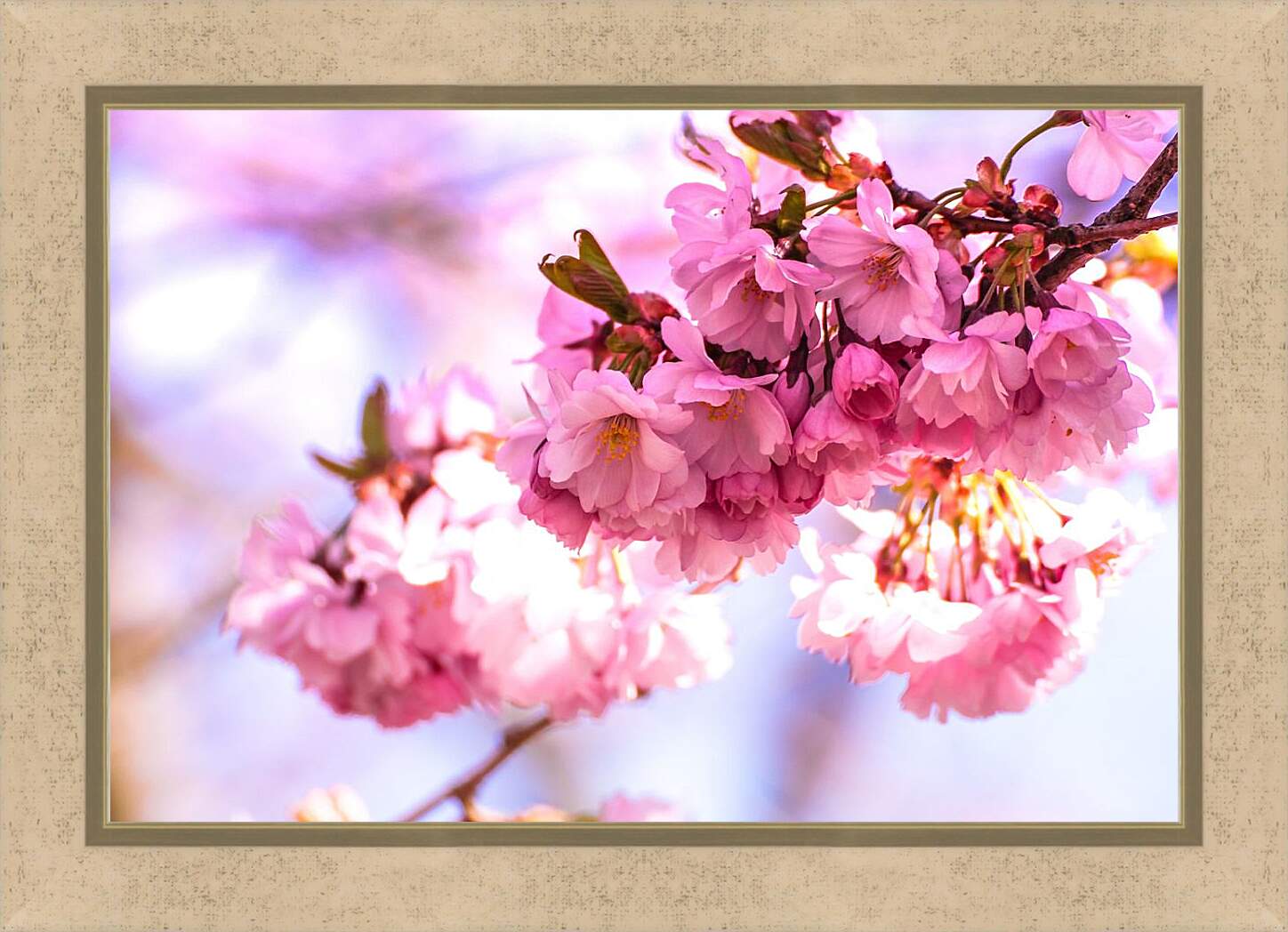 Картина в раме - Розовые цветы сакуры