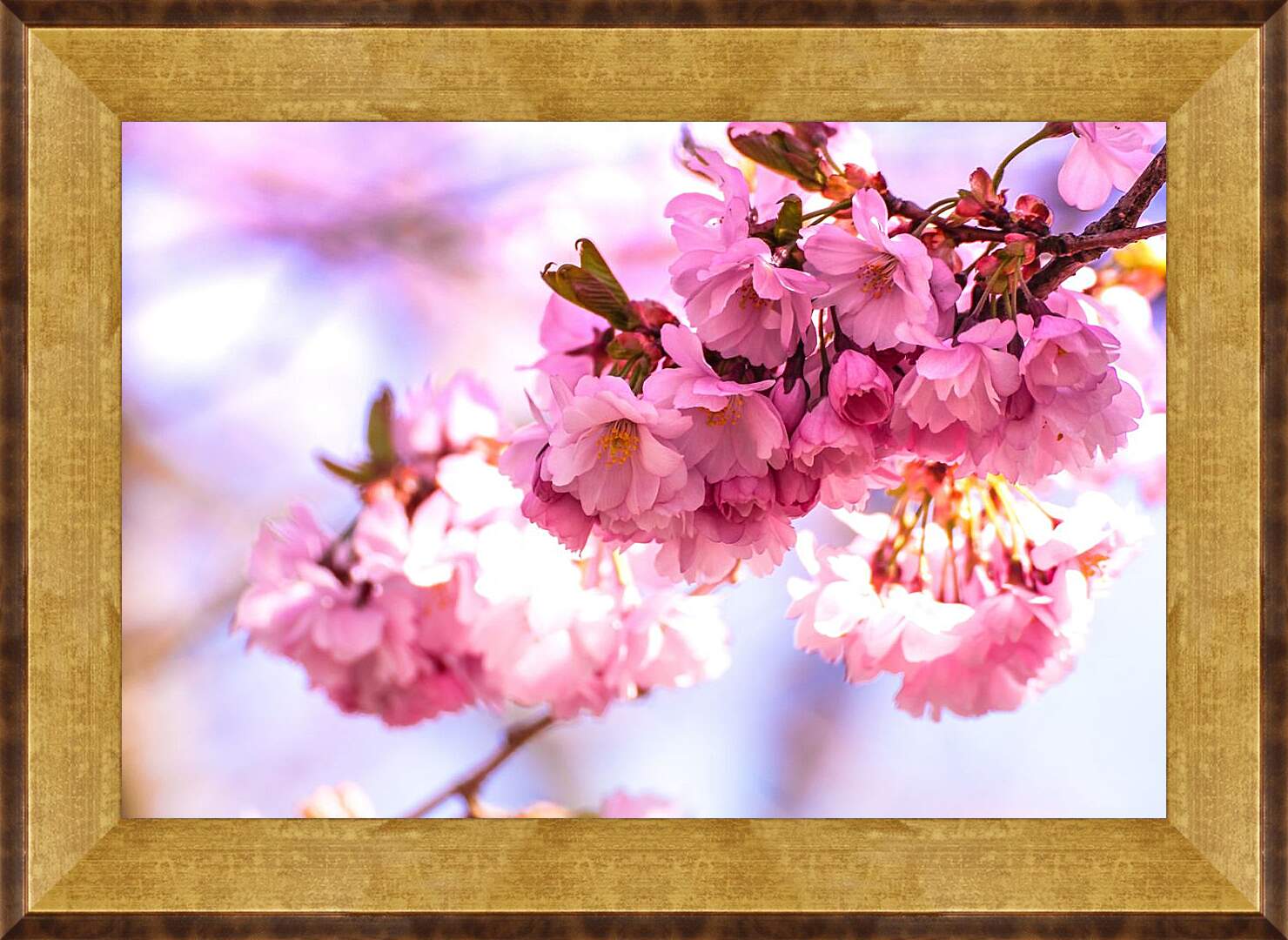 Картина в раме - Розовые цветы сакуры
