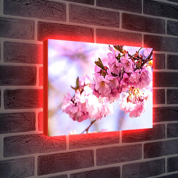Лайтбокс световая панель - Розовые цветы сакуры