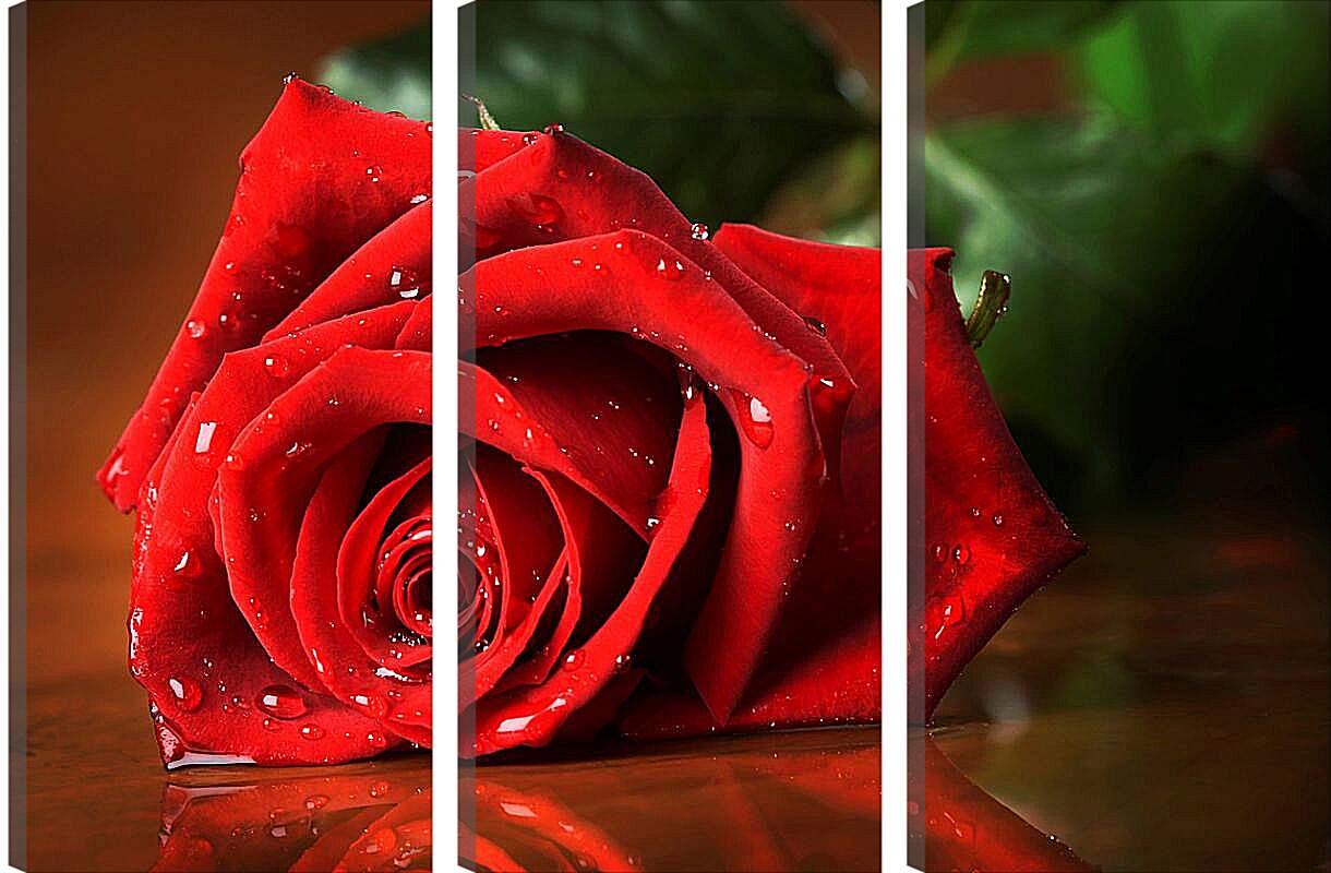 Модульная картина - Красная роза с каплями воды