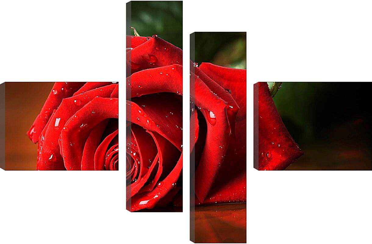 Модульная картина - Красная роза с каплями воды
