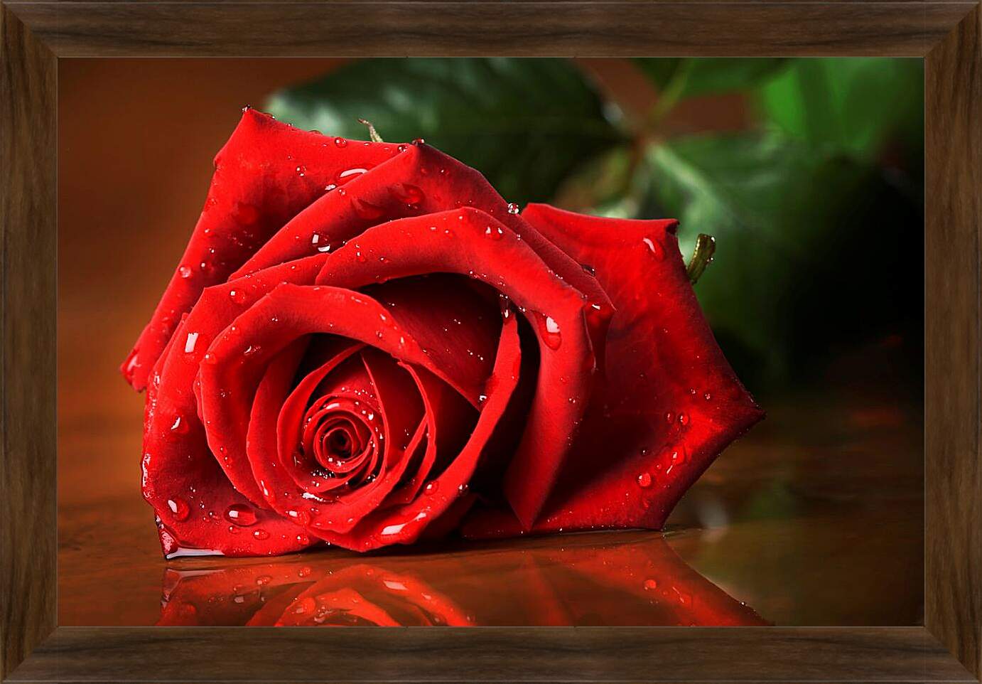 Картина в раме - Красная роза с каплями воды