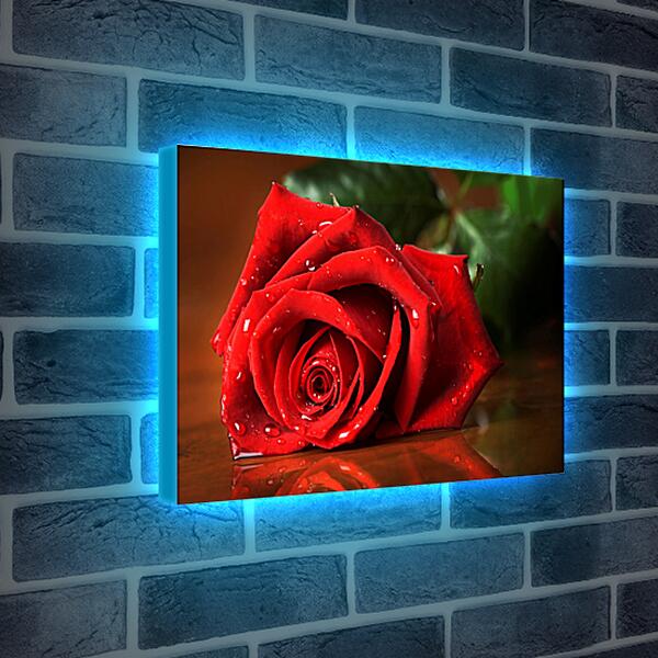 Лайтбокс световая панель - Красная роза с каплями воды