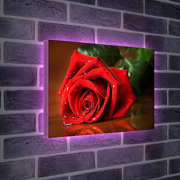 Лайтбокс световая панель - Красная роза с каплями воды