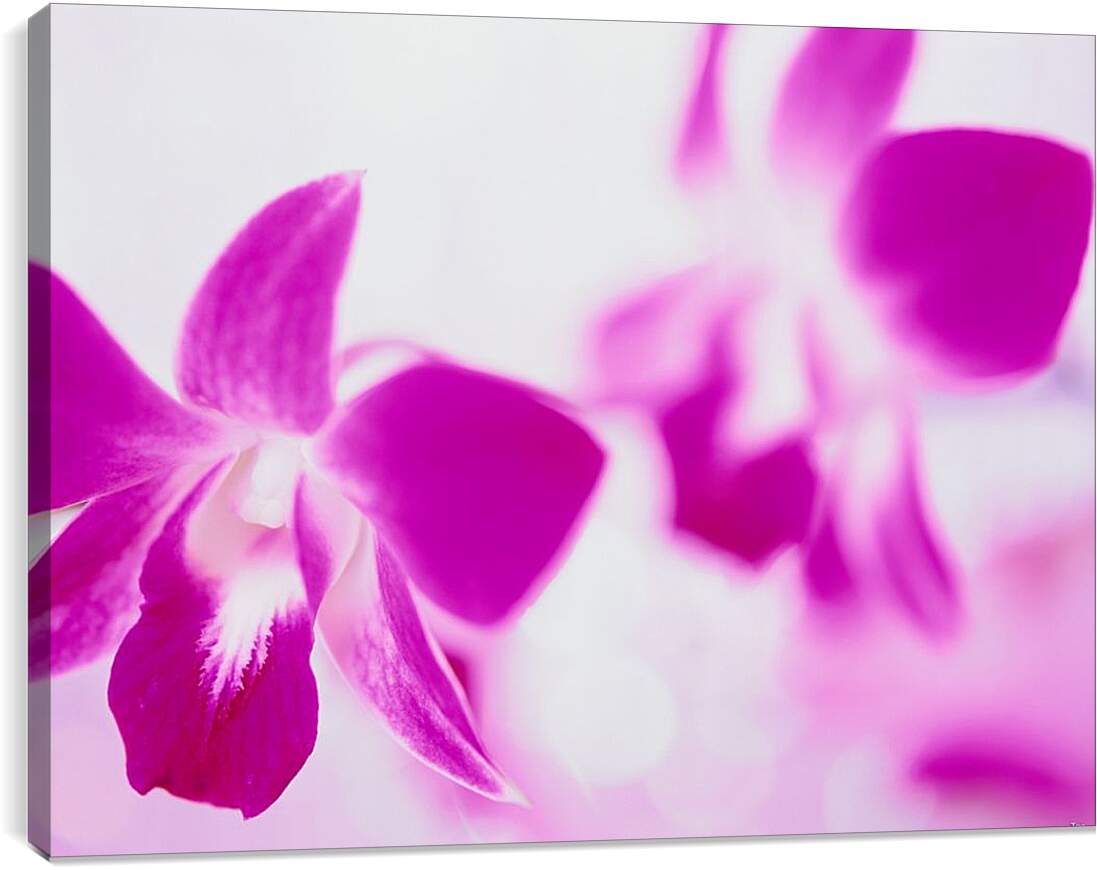 Постер и плакат - Розовые орхидеи