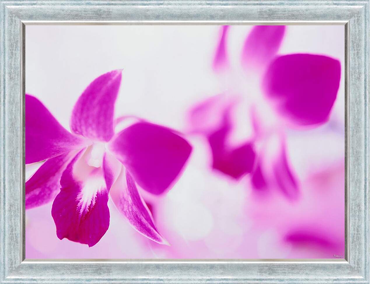 Картина в раме - Розовые орхидеи