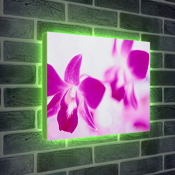 Лайтбокс световая панель - Розовые орхидеи
