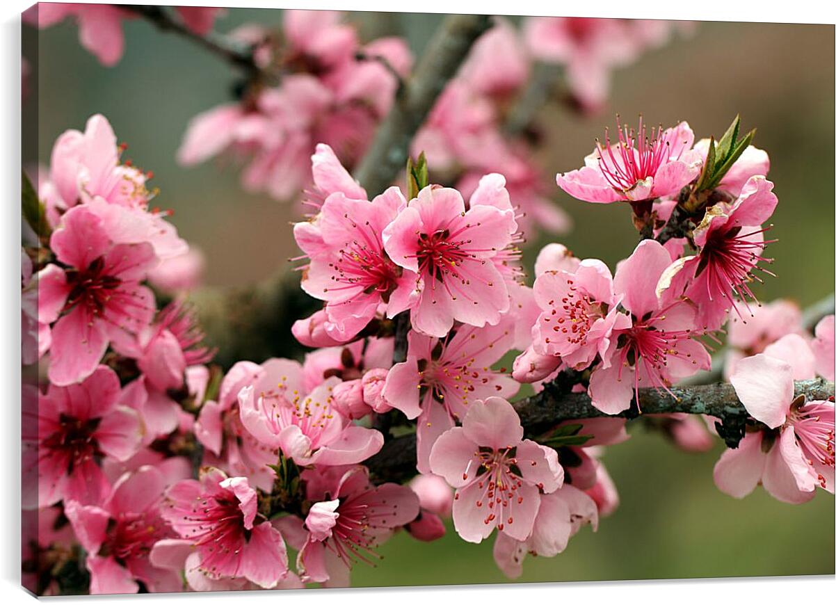 Постер и плакат - Розовые цветы яблони