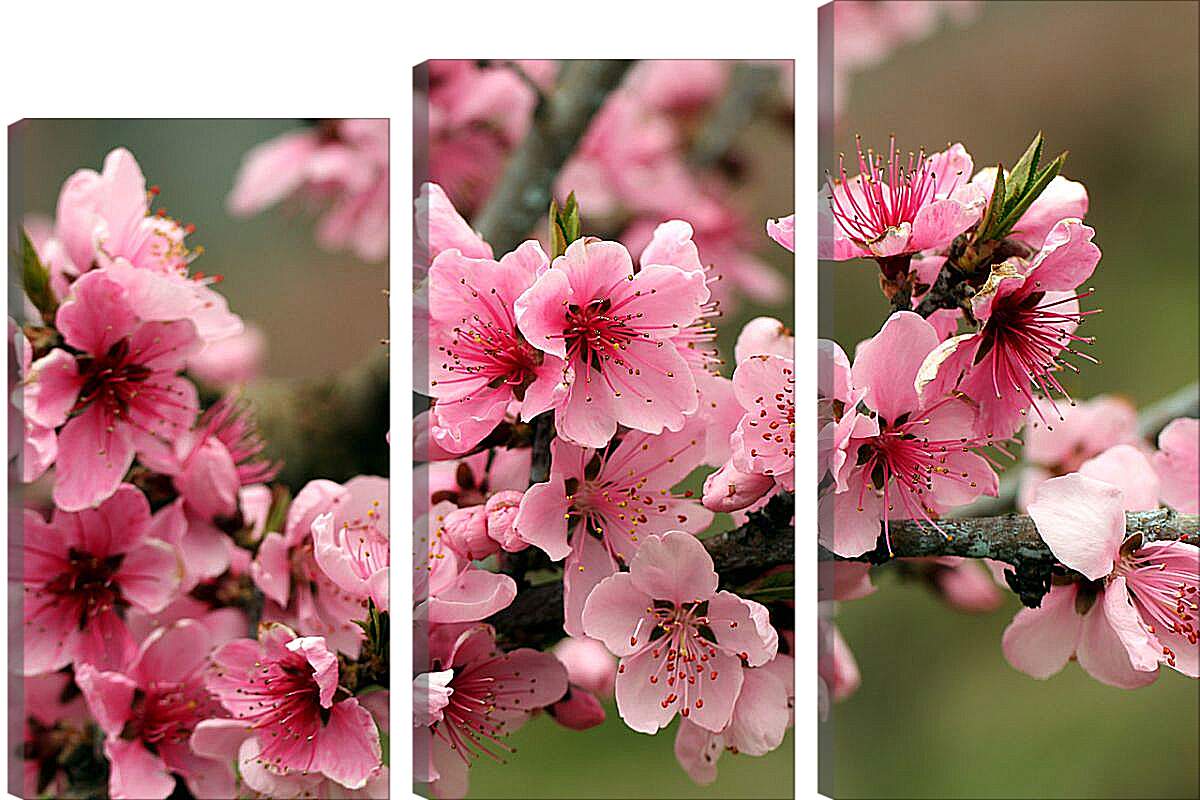 Модульная картина - Розовые цветы яблони