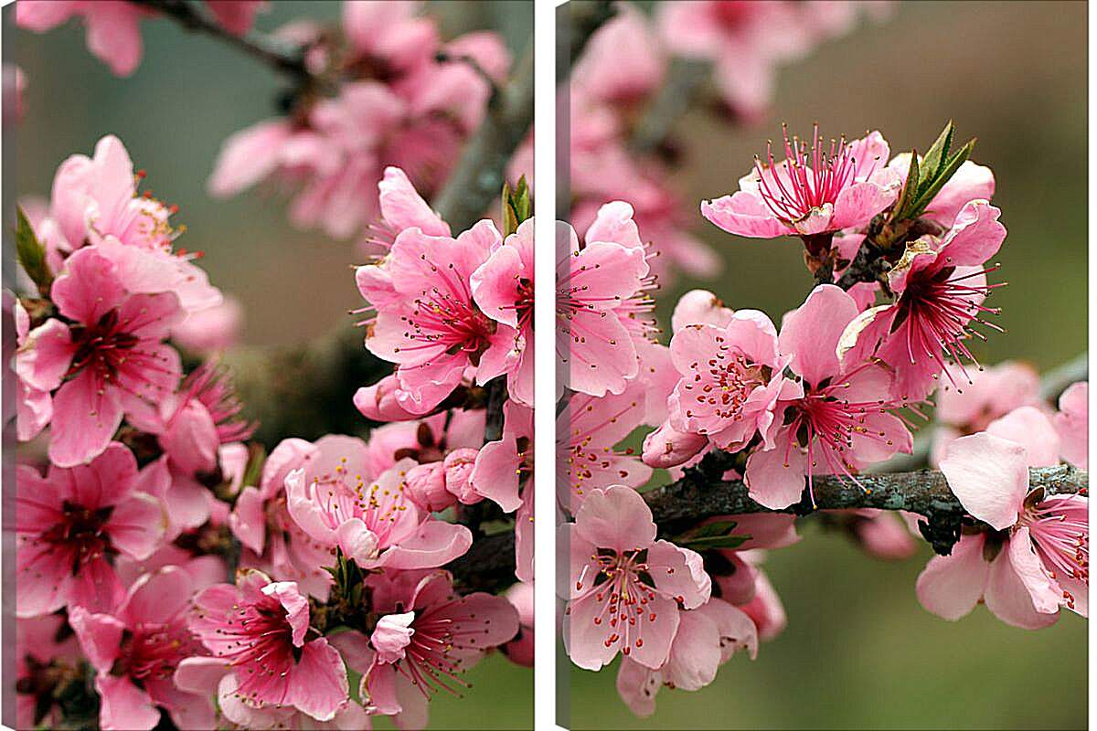 Модульная картина - Розовые цветы яблони