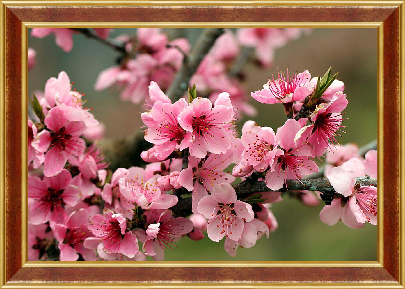 Картина в раме - Розовые цветы яблони