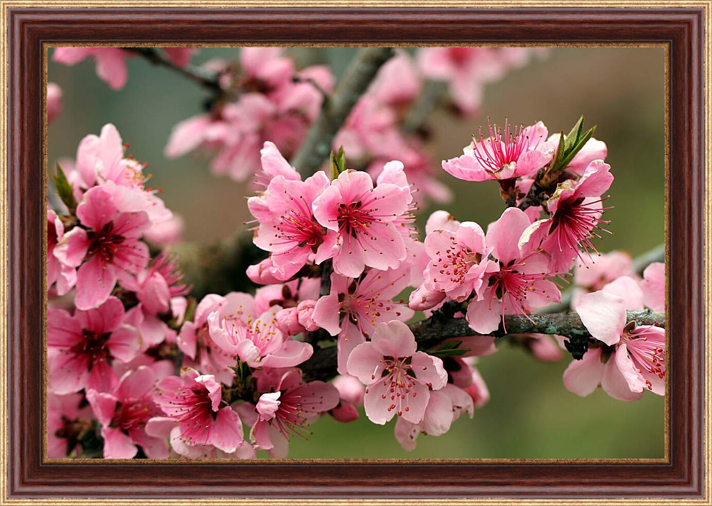 Картина в раме - Розовые цветы яблони