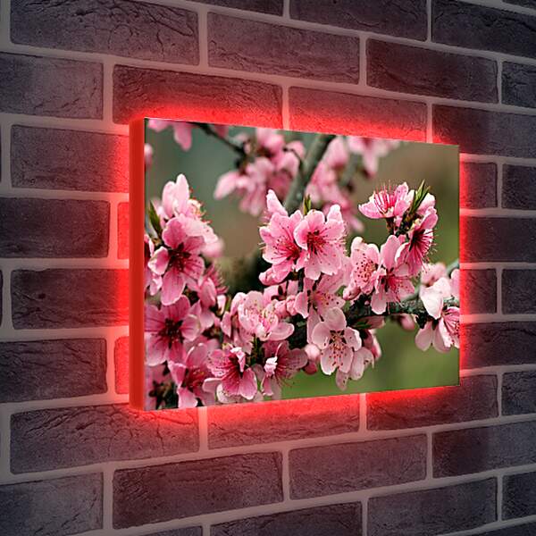 Лайтбокс световая панель - Розовые цветы яблони