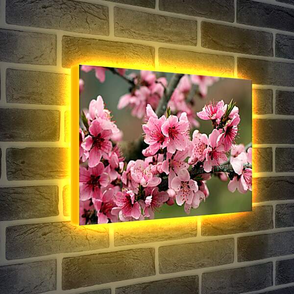 Лайтбокс световая панель - Розовые цветы яблони