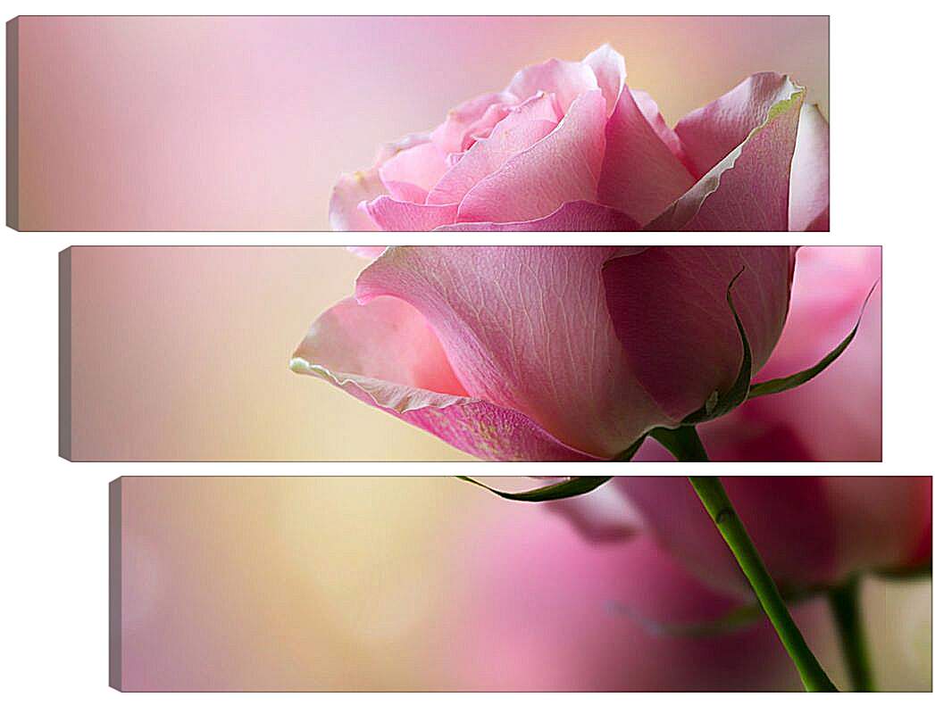 Модульная картина - Розовая роза