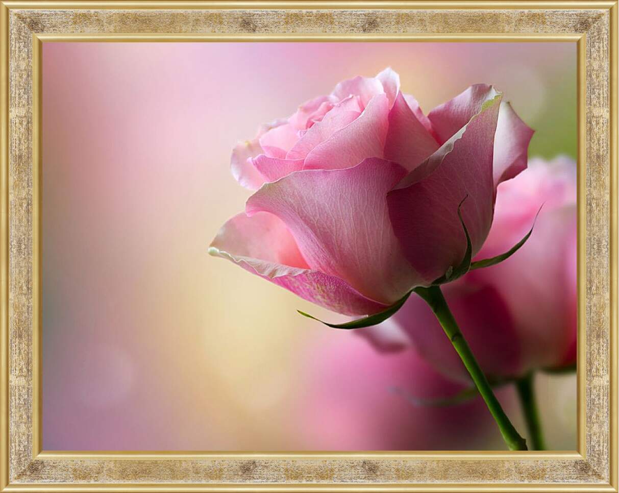 Картина в раме - Розовая роза